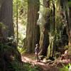 A hiker enjoys massive redwoods at Prairie Creek Redwoods State Park.