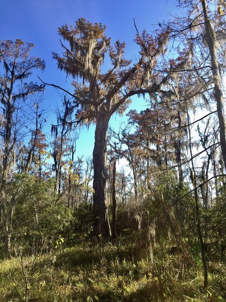 The Monarch of the Swamp is a 600-year-old bald cypress.