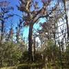 The Monarch of the Swamp is a 600-year-old bald cypress.