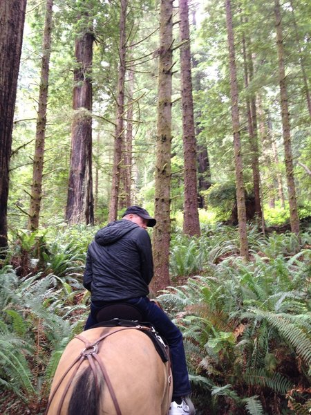 Dense ferns along the Orick Horse Trail.