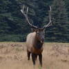 Bull elk in Elk Prairie.