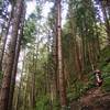 Steep going on Fred's Trail at Little Mountain Park, Mount Vernon, WA.