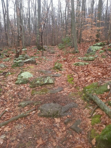 The rocky uphill on Six Penny Trail takes some concentration.