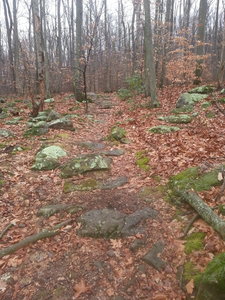The rocky uphill on Six Penny Trail takes some concentration.