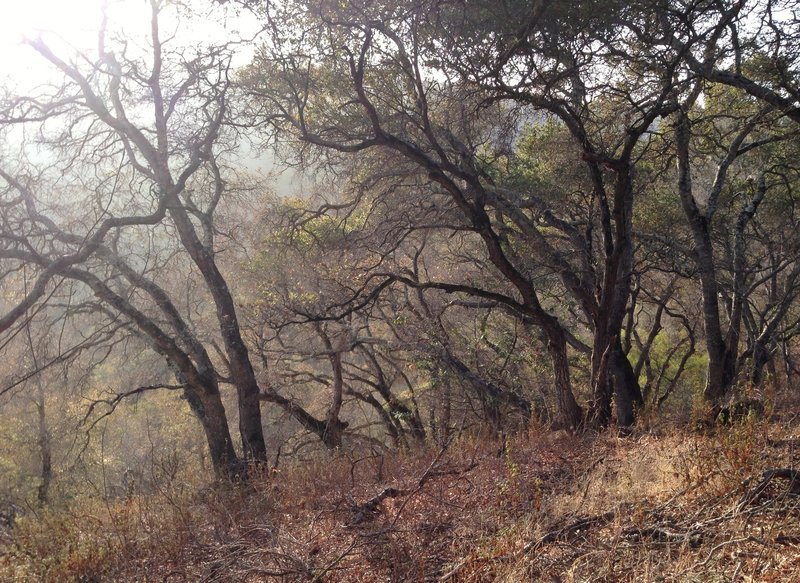 Forest on Pulgas Ridge Open Space Preserve along the Dick Bishop Trail.