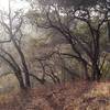 Forest on Pulgas Ridge Open Space Preserve along the Dick Bishop Trail.