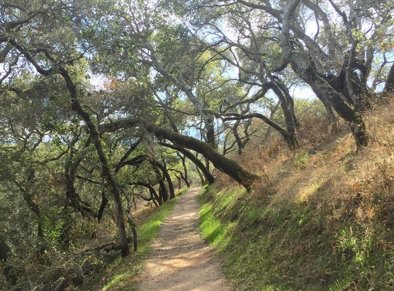 Forest in Pulgas Ridge Open Space Preserve.