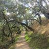 Forest in Pulgas Ridge Open Space Preserve.