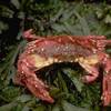 A crab seen in Lagoon Pond.