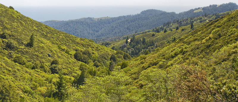 The view from Fern Creek Trail on Mount Tamalpais is captivating.