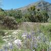 The start of the trail is often peppered with wildflowers.