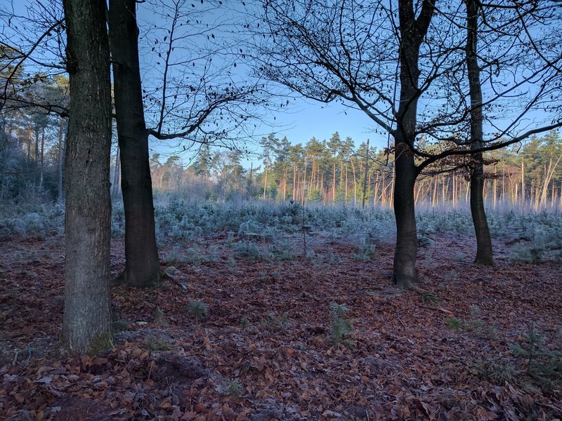 Young pine stand behind a berm of beech and oak.