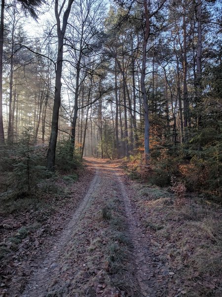 A woodland track traipses through leafy woods.