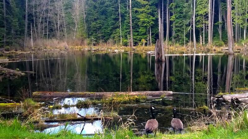 Canadian Geese saunter on the banks of on one of the many ponds found within the Redmond Watershed.