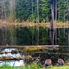 Canadian Geese saunter on the banks of on one of the many ponds found within the Redmond Watershed.