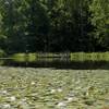 A gorgeous lily pond awaits visitors to Ellanor C. Lawrence Park.