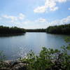 Mangroves are numerous in this area.