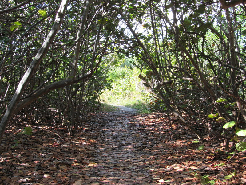 Nice coverage exists on much of the Robin's Birding Trail.