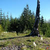 The bench off to the left offers a stunning view of this snag, Mt. Hood, and the Salmon-Huckleberry Wilderness. Photo by Yunkette.