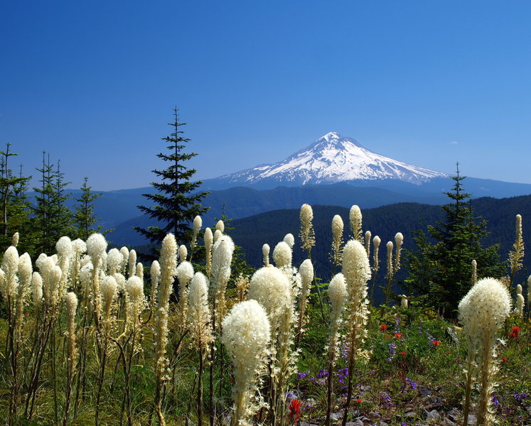 McIntyre Ridge Trail explodes in bear grass, Indian paintbrush, and penstemon in summer.  Photo by Adam Sawyer www.adamsawyer.com