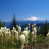 McIntyre Ridge Trail explodes in bear grass, Indian paintbrush, and penstemon in summer.  Photo by Adam Sawyer www.adamsawyer.com