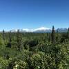 Numerous peaks dot the skyline in Denali National Park & Preserve.