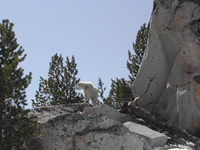 A mountain goat takes in the view on the Snow Lakes Trail #1553.