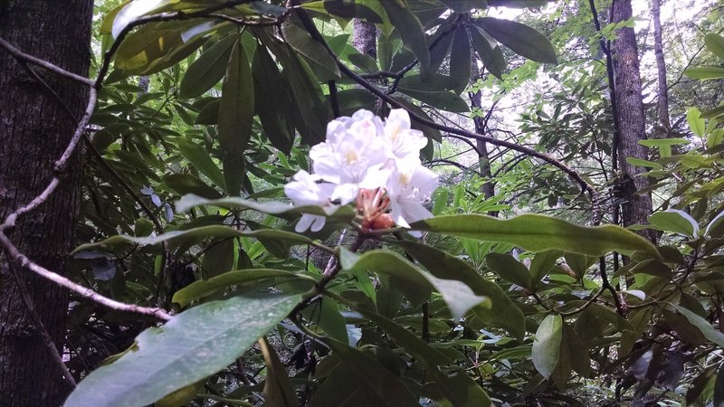 A rhododendron flower bursts into bloom in Little Beaver State Park.