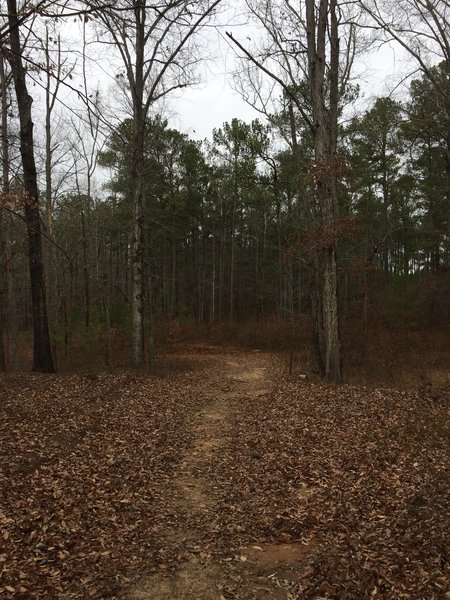 The Charlie Elliot Wildlife Center Multi-Use Trail meanders through peaceful woodlands.