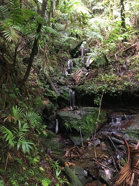 This is one of many small waterfalls on the Tradewinds Trail.