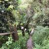 Steep stairs to the top of Los Picachos are one of the last challenges near the end of the trail.