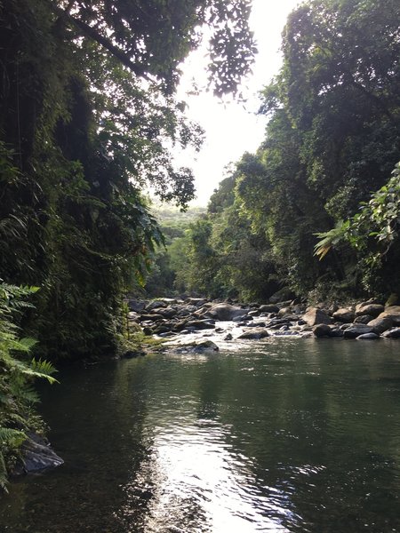 The Rio Mameyes is shrouded in dense tropical foliage.