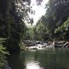 The Rio Mameyes is shrouded in dense tropical foliage.