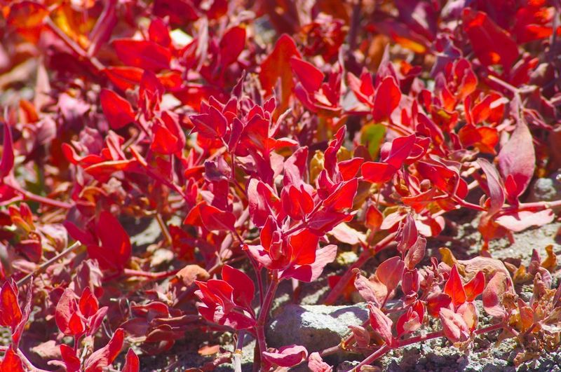 Newberry's fleeceflower provides great color in the fall. Photo by John Sparks.