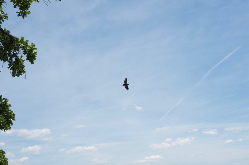 An eagle soars above the Mississippi River on the Hanging Rock Trail.