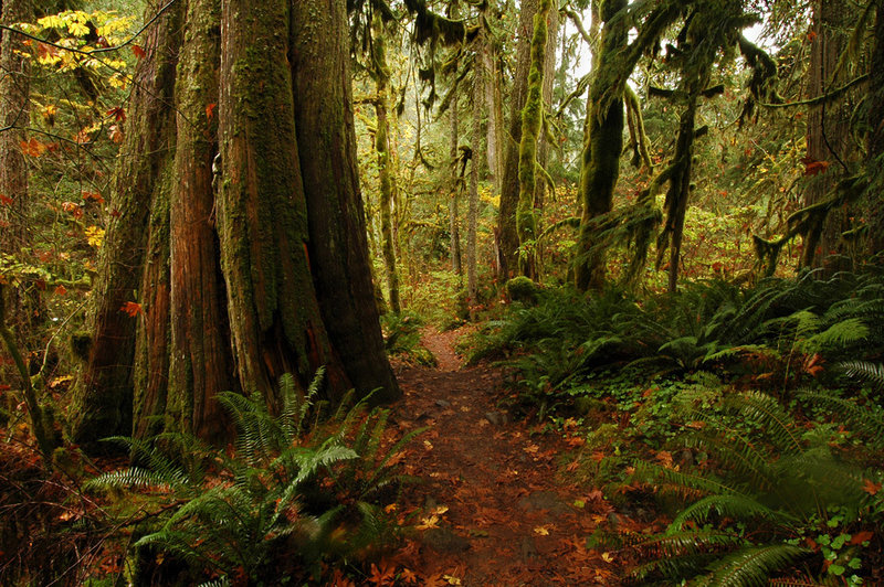 Large western red cedars are found along this trail. Some have fallen over in the last few years. Photo by USFS.