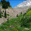 The stream crossings usually have even more wildflowers than the other areas. Photo by Ethan Douglass.