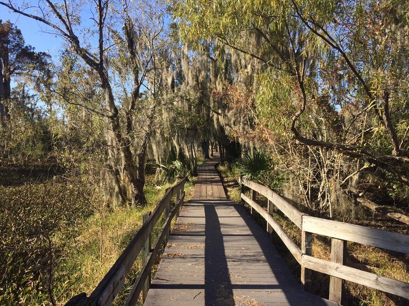 The Marsh Overlook Trail offers a scenic boardwalk experience amidst dramatic, wispy foliage.