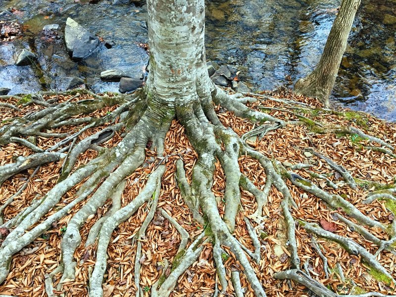 This beech tree has spread an abundance of roots above ground. Keep an eye out for this beautiful specimen along New Hope Creek.