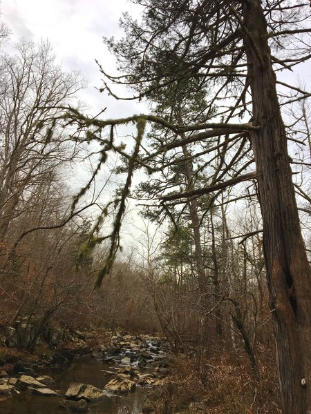 Eastern cedar grow large in Duke Forest.