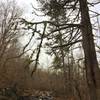 Eastern cedar grow large in Duke Forest.