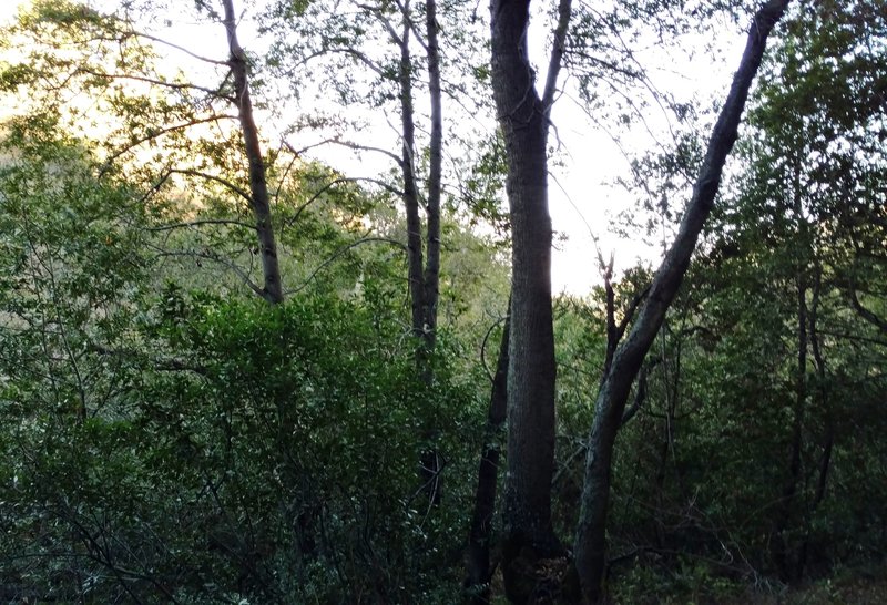 From the thick woods down in the Deep Gulch Trail, the view looks across Deep Gulch to hills on the other side of the gulch (lighter green through the trees).