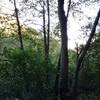 From the thick woods down in the Deep Gulch Trail, the view looks across Deep Gulch to hills on the other side of the gulch (lighter green through the trees).