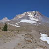 A final grouping of trees marks the transition above timberline on Mount Hood.