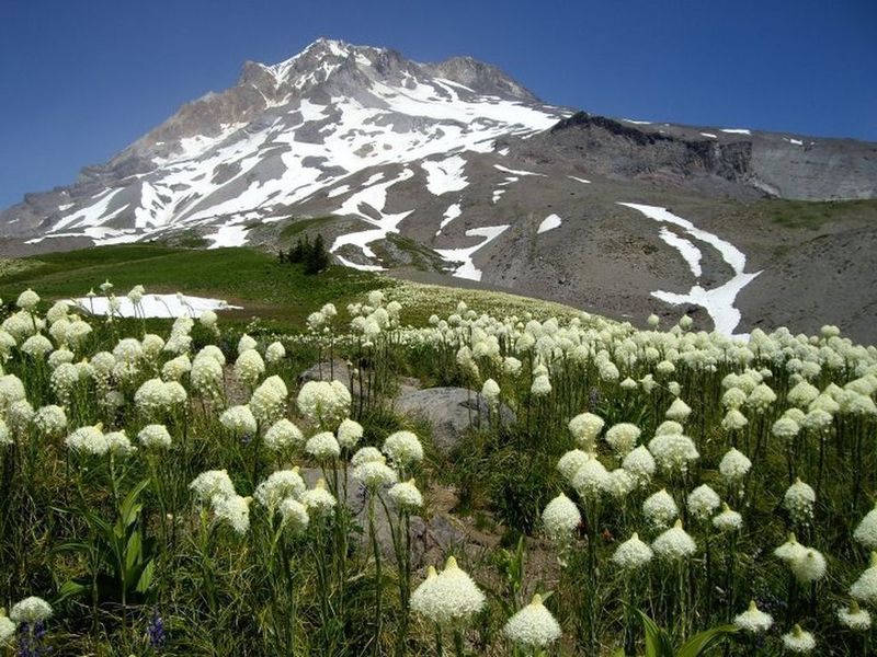 In late spring, bear-grass explodes into bloom on the Paradise Park Trail.