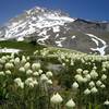 In late spring, bear-grass explodes into bloom on the Paradise Park Trail.