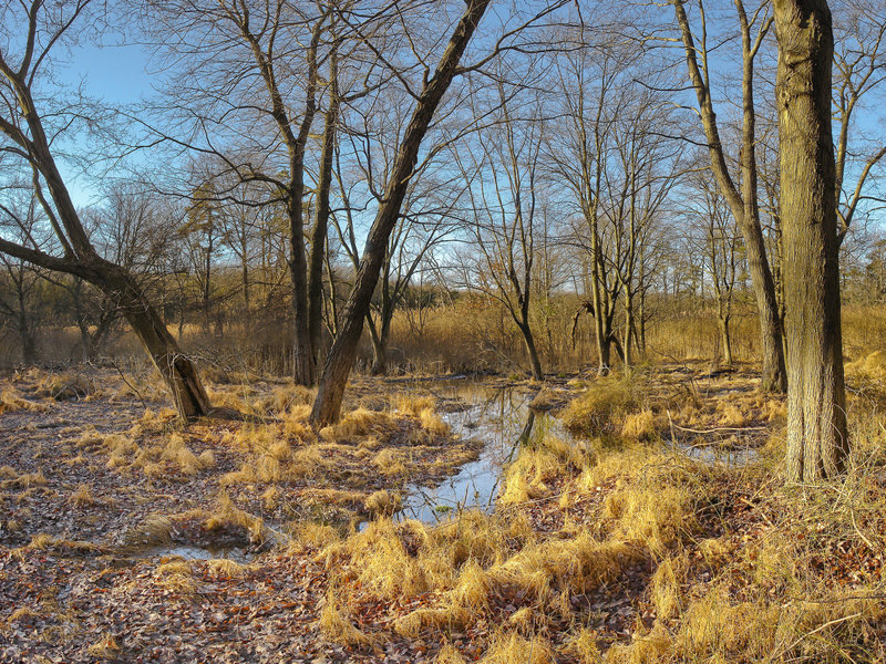 The Red Trail passes through a swamp in Cheesequake Park.