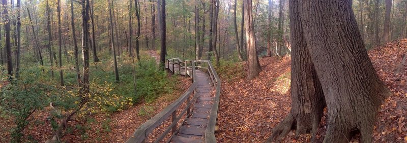 Enormous old trees grace the Green Trail in Cheesequake State Park.