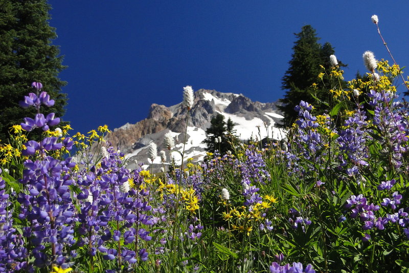 The wildflower show begins at the junction of Paradise Trail #778 and Paradise Park Loop Trail #757. Photo by Guy Meacham.