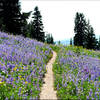 Lupine meadows peppered with Indian paintbrush, western pasqueflower, penstemon and many other wildflowers surround the Paradise Park Loop Trail. Photo by Ethan Douglass.